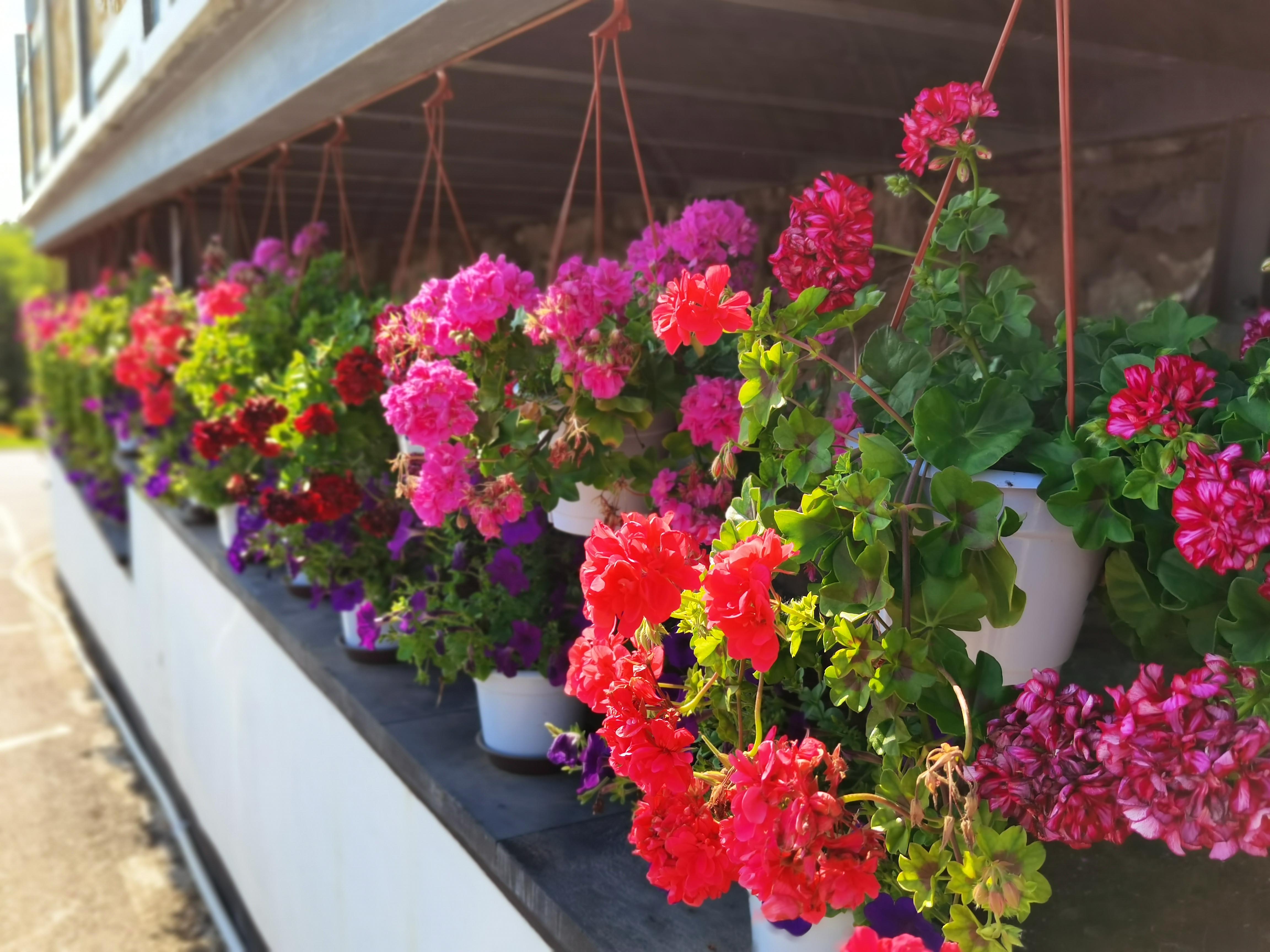 福山夏景鲜花